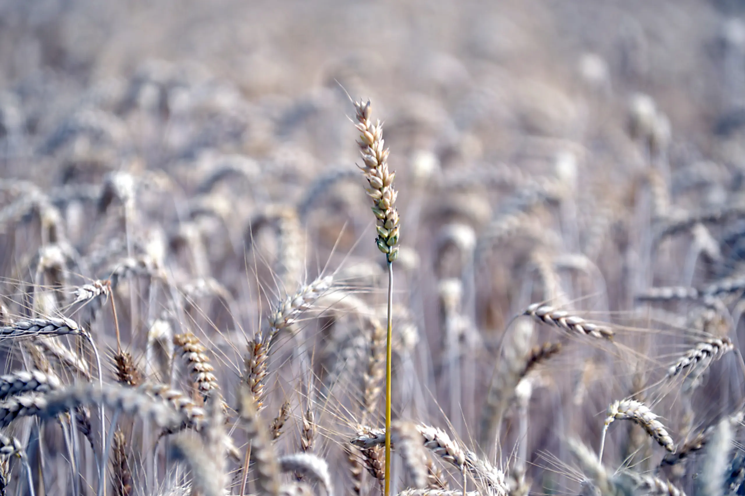 Landwirte blicken derzeit mit Sorge auf den Wetterbericht