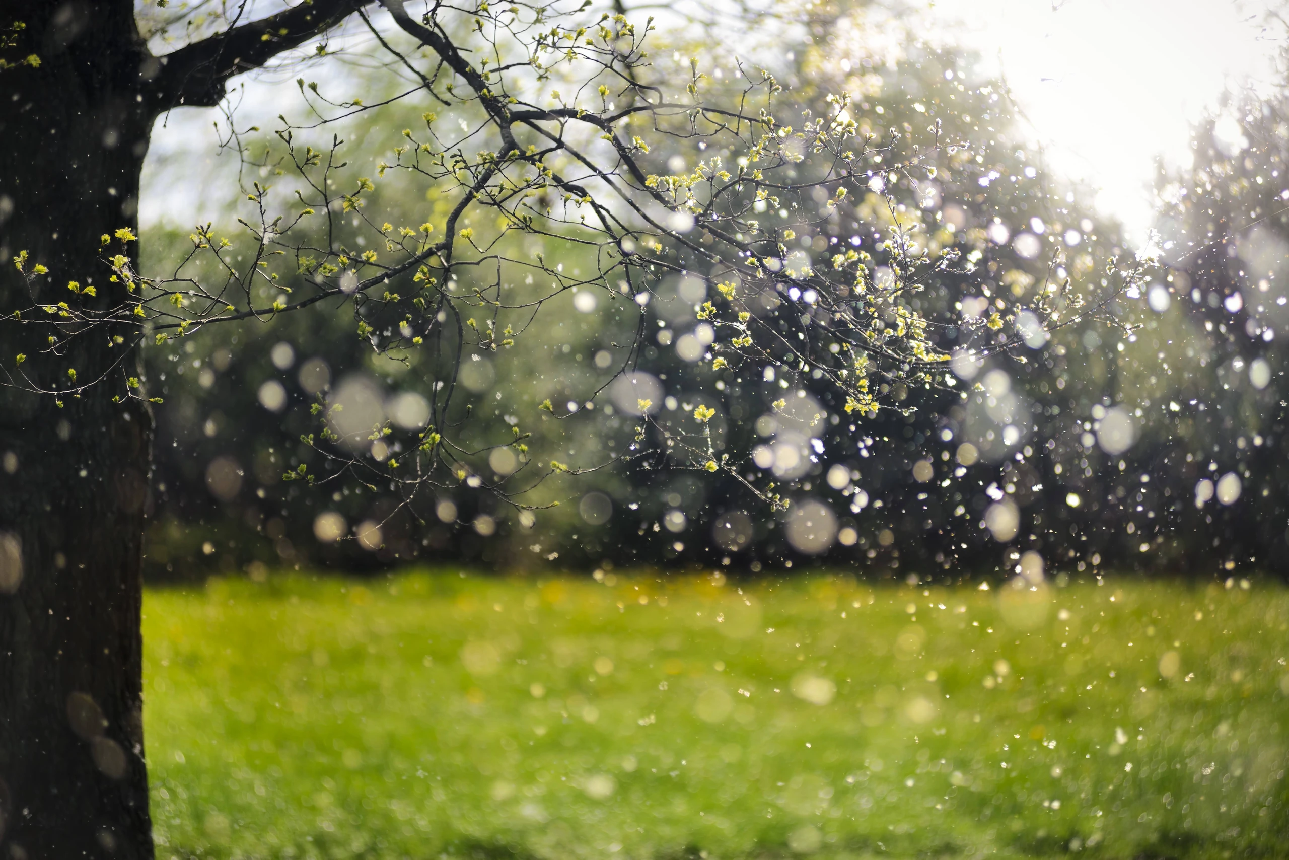 Blurred image background