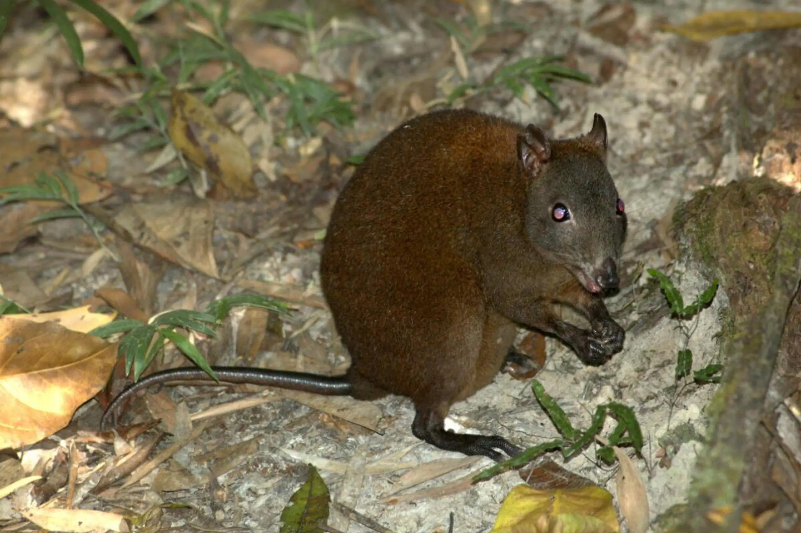 Moschusrattenkänguru nutzt zum Vorankommen auch seine beiden Vorderbeine