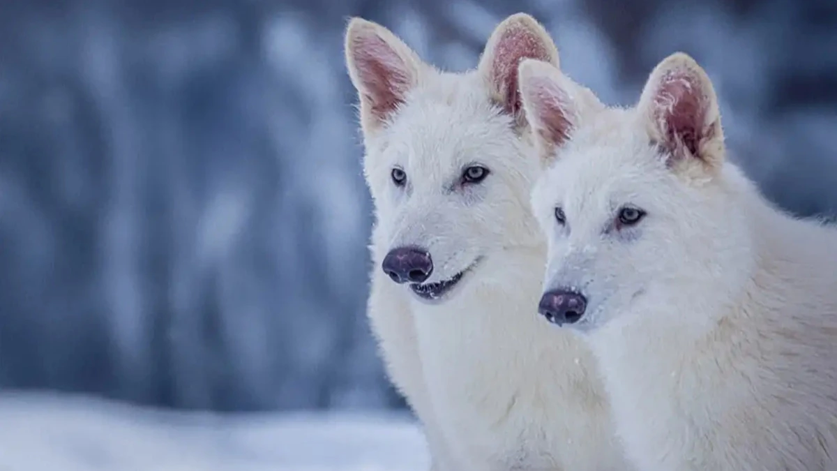Zwischen Science-Fiction und Gentechnik: Die vermeintliche Rückkehr des Schattenwolfs