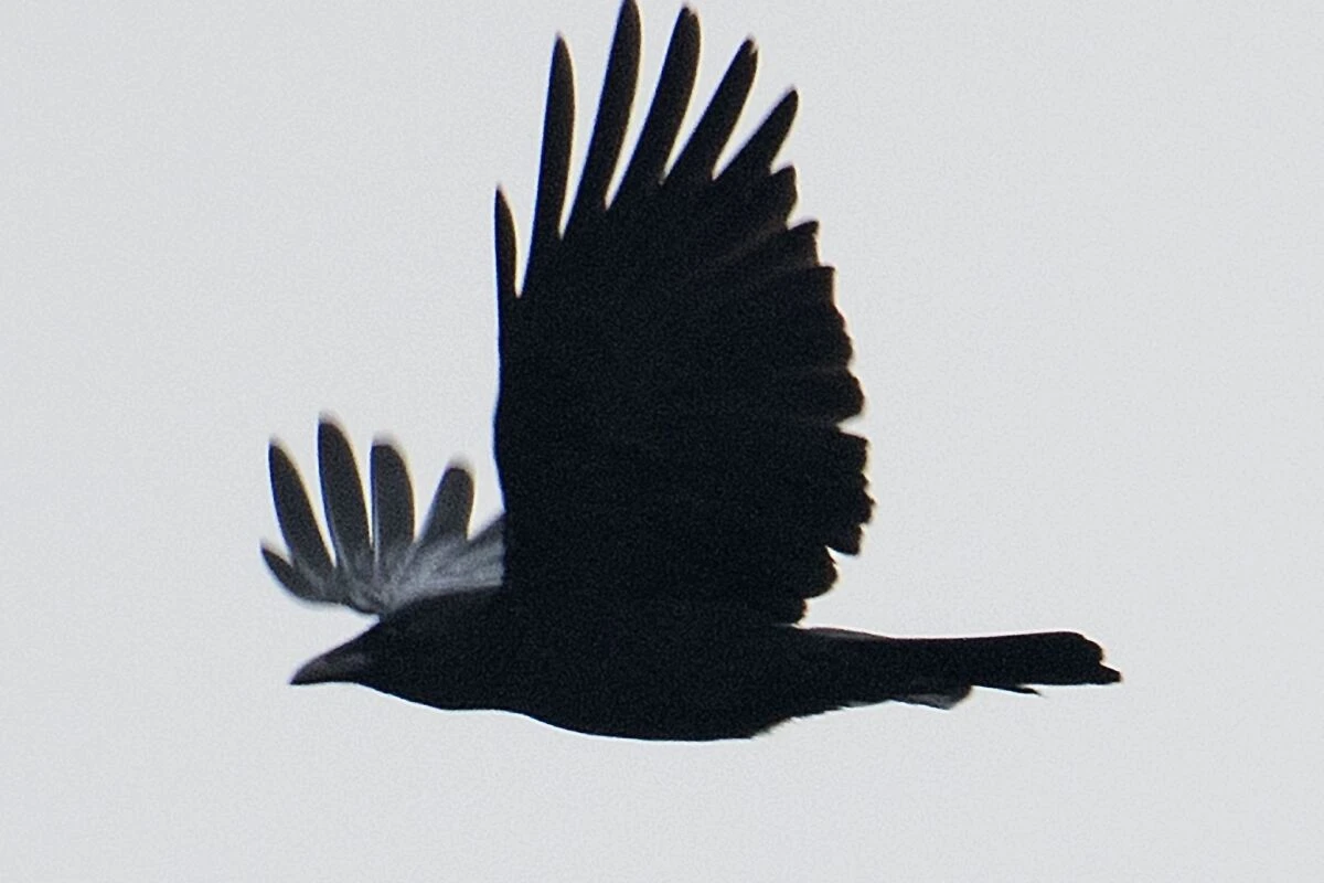 Eine Rabenkrähe fliegt über Niedersachsen
