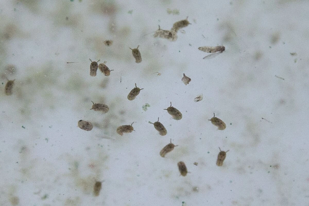 ++ ARCHIVBILD ++ Erste Todesopfer durch das Oropouche-Virus in Brasilien