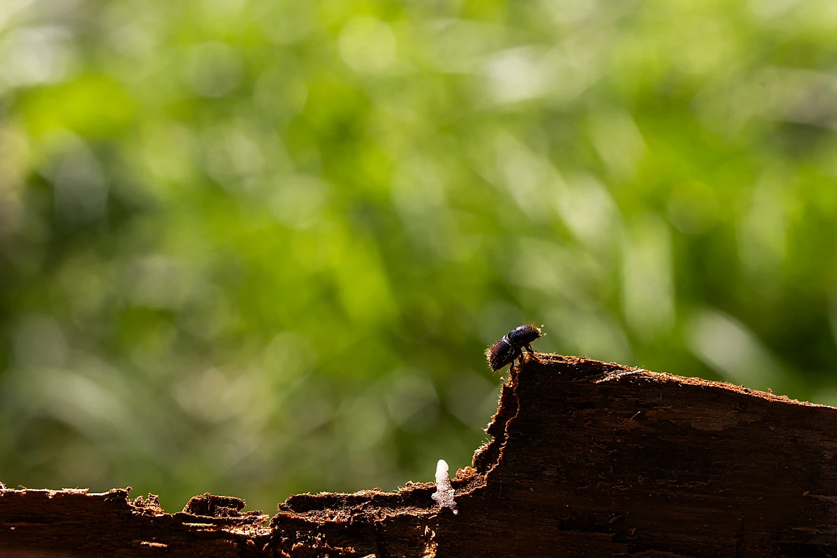 Der Klimawandel belastet die Wälder und begünstigt die Vermehrung des Borkenkäfers