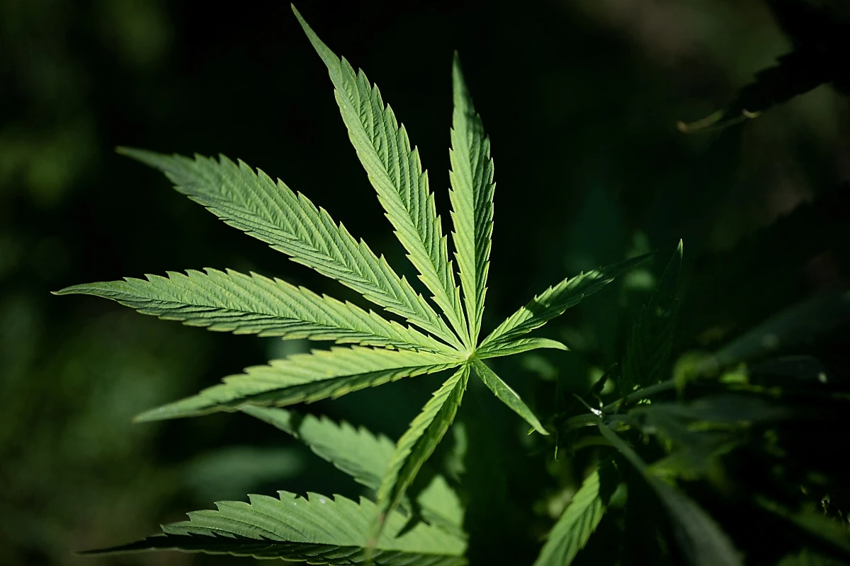 Jurist Mayer: Cannabis unterliegt nicht dem Tabakmonopol