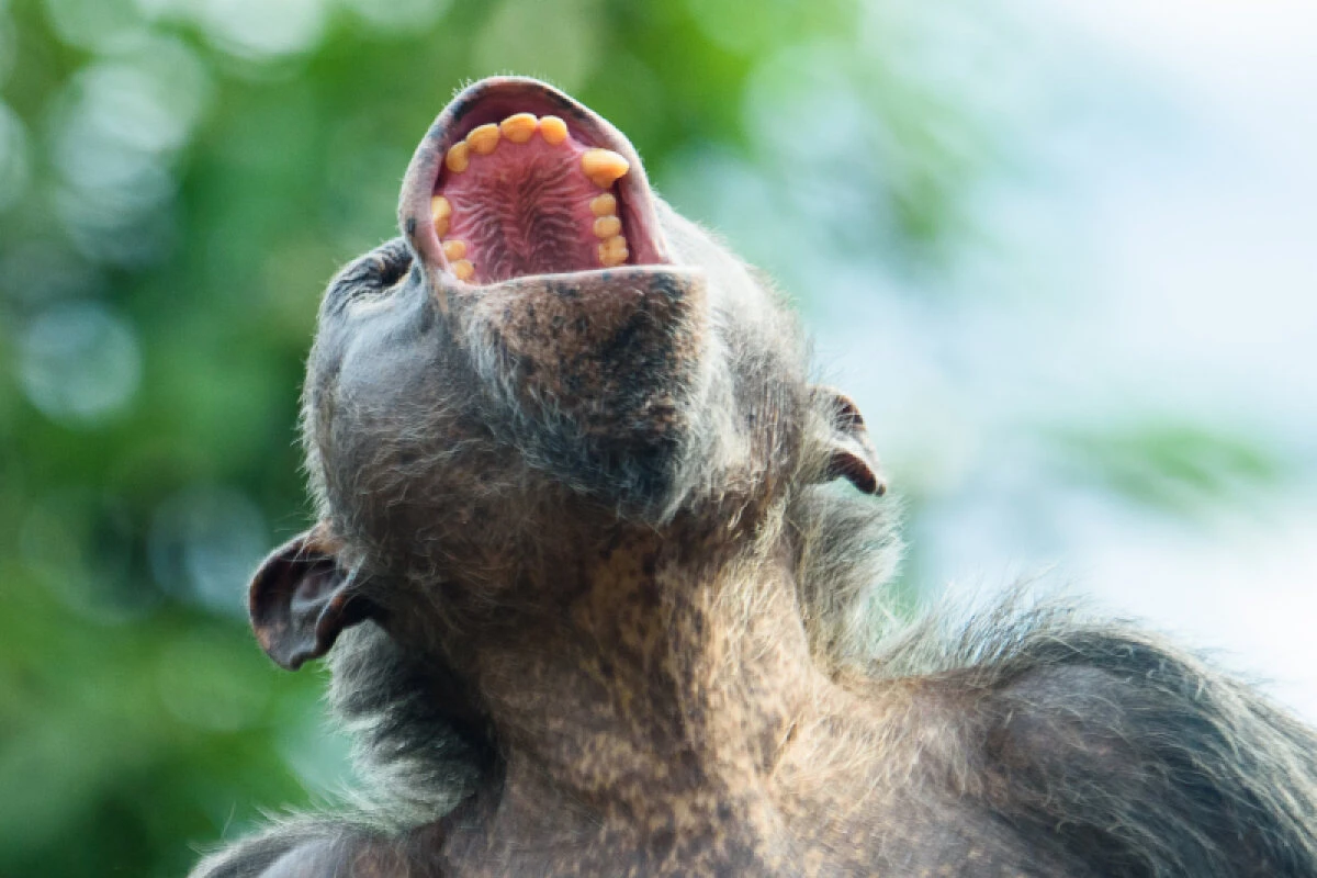 Der menschliche Alkoholgebrauch sei in der Evolutionsgeschichte tief verwurzelt