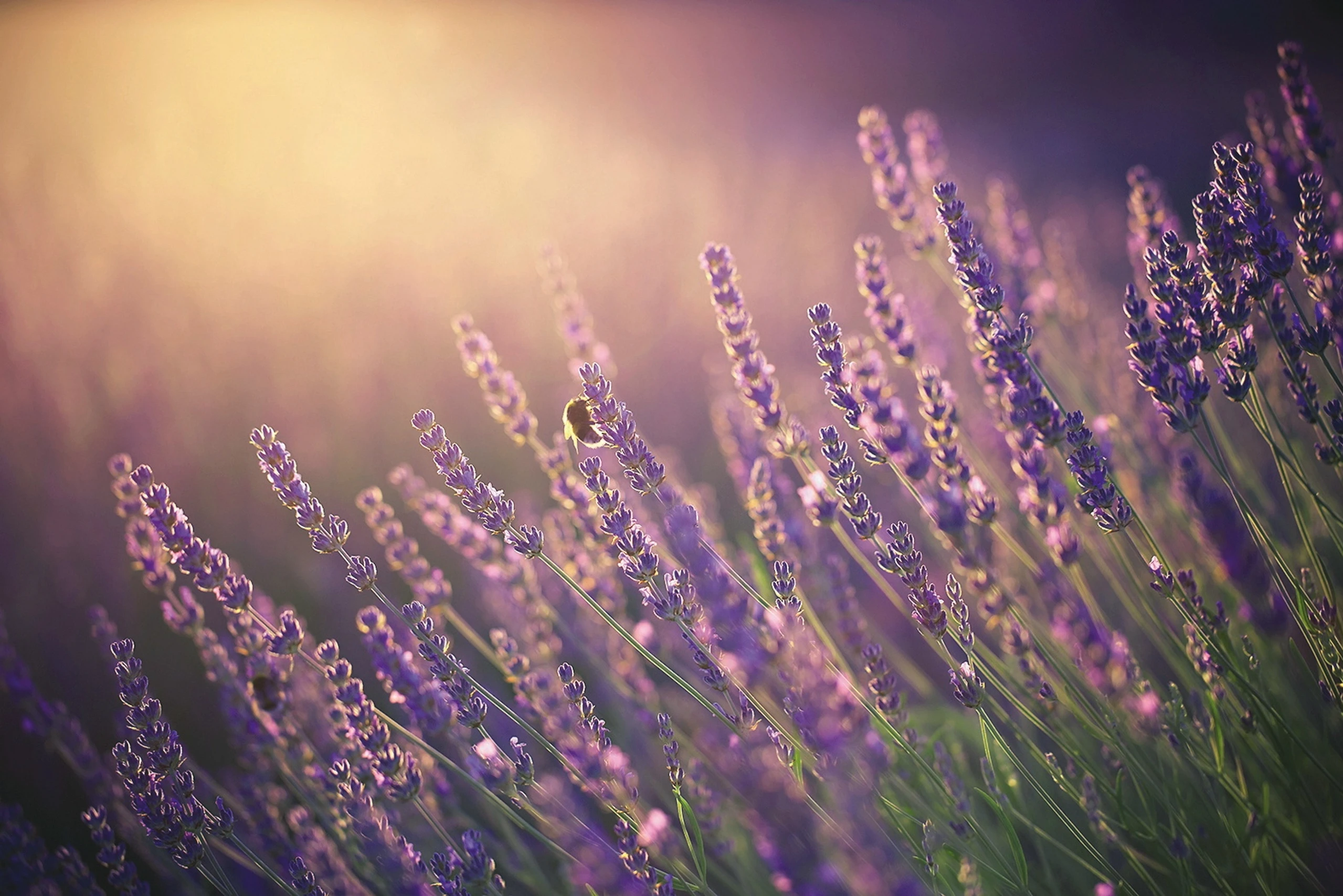 Blurred image background