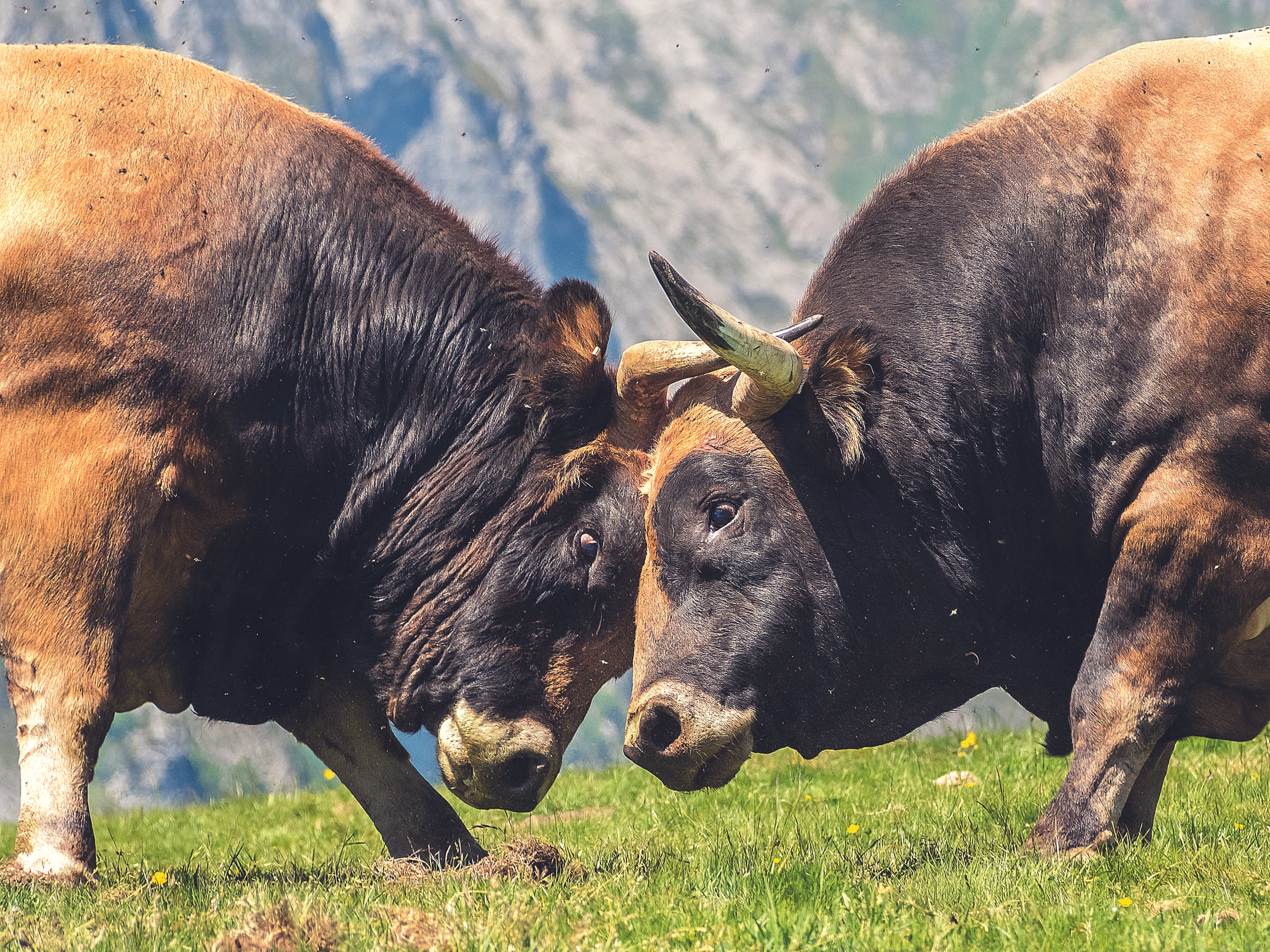 Die Österreich-Pläne des deutschen Biobauernverbands Naturland