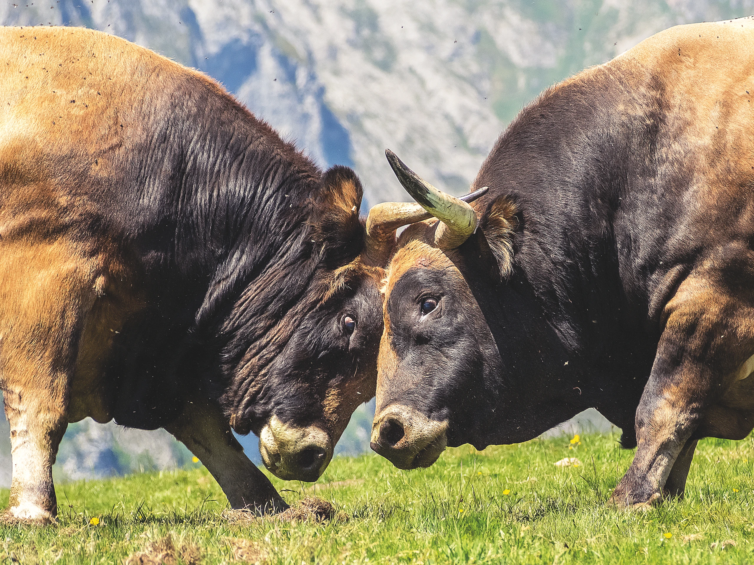 Die Österreich-Pläne des deutschen Biobauernverbands Naturland