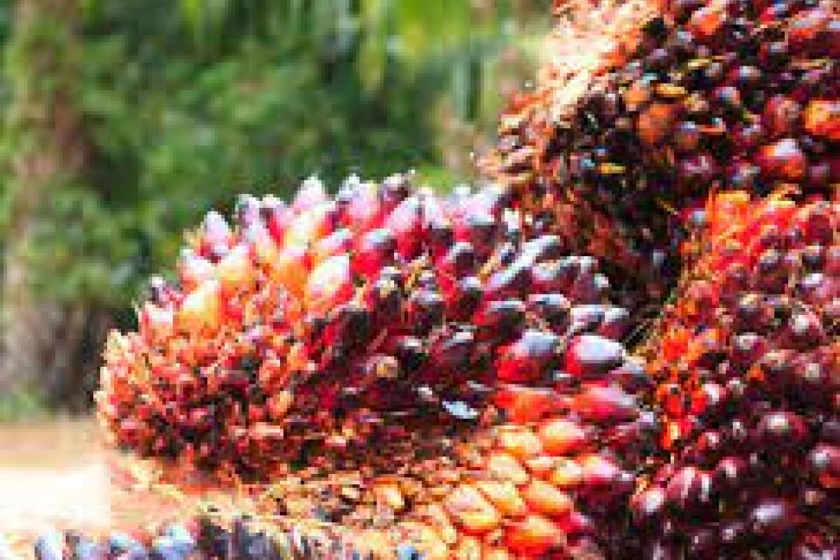 Malaysia ist nach Indonesien der größte Palmölproduzent