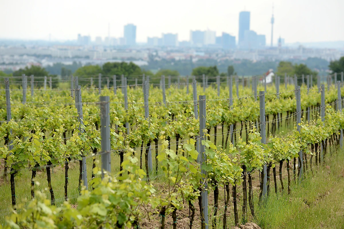 Hohe Konzentrationen im Wein