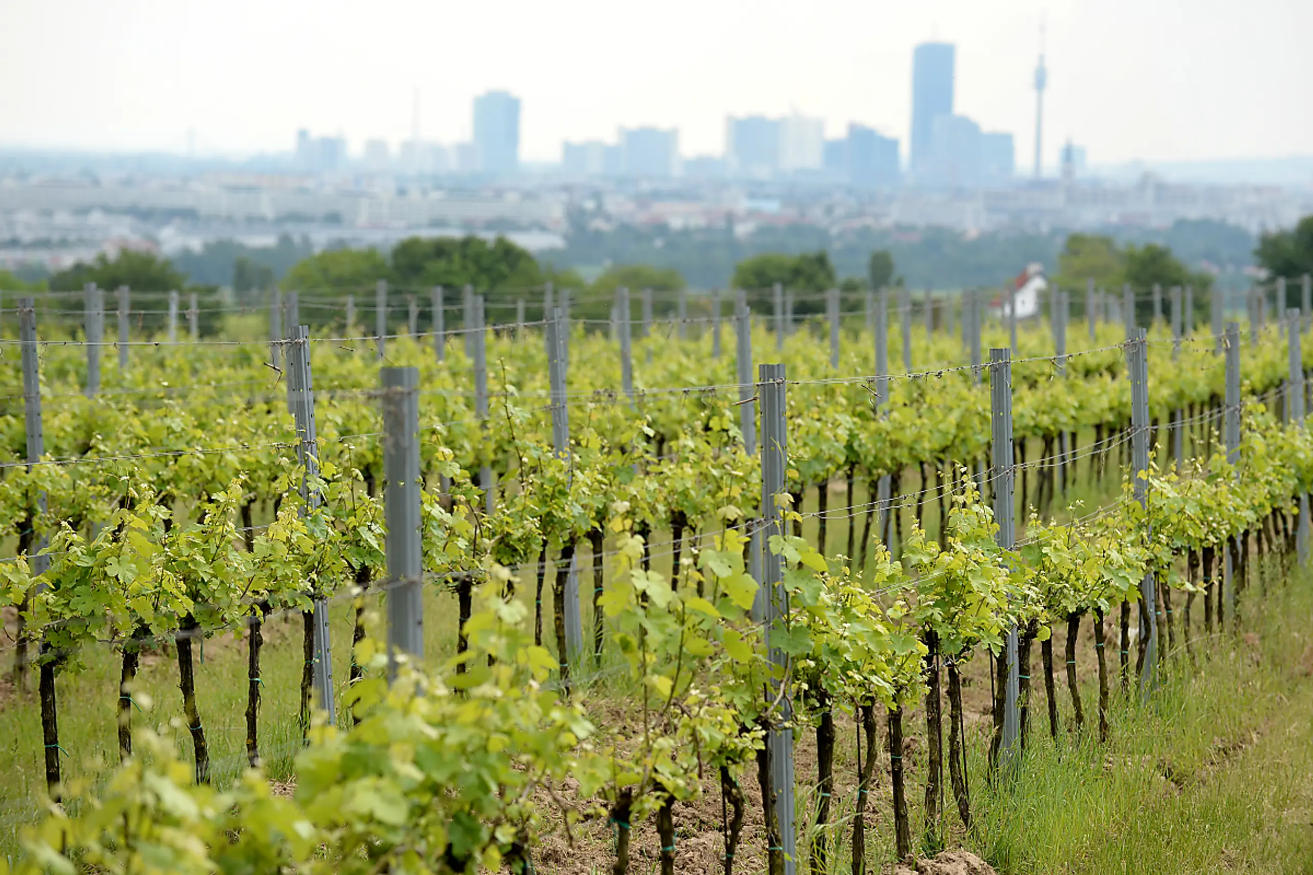 Hohe Konzentrationen im Wein