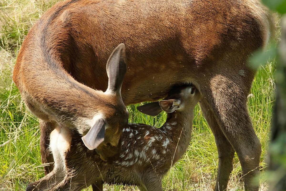 Hier ist die Welt noch in Ordnung: Bambi trinkt