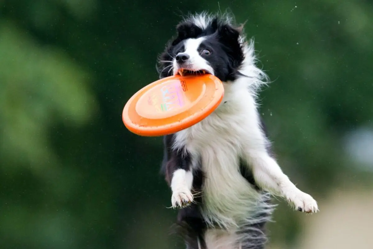 ++ ARCHIVBILD ++ Border Collie hat hohen Bewegungsdrang