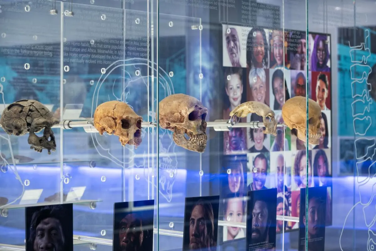 Interaktives Museum zu den Sterkfontein Caves