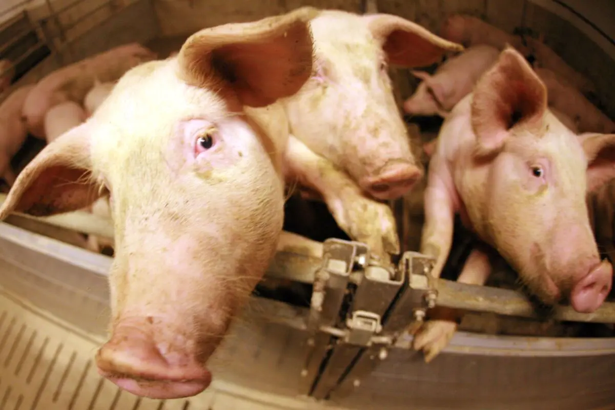 Schweine müssen warten