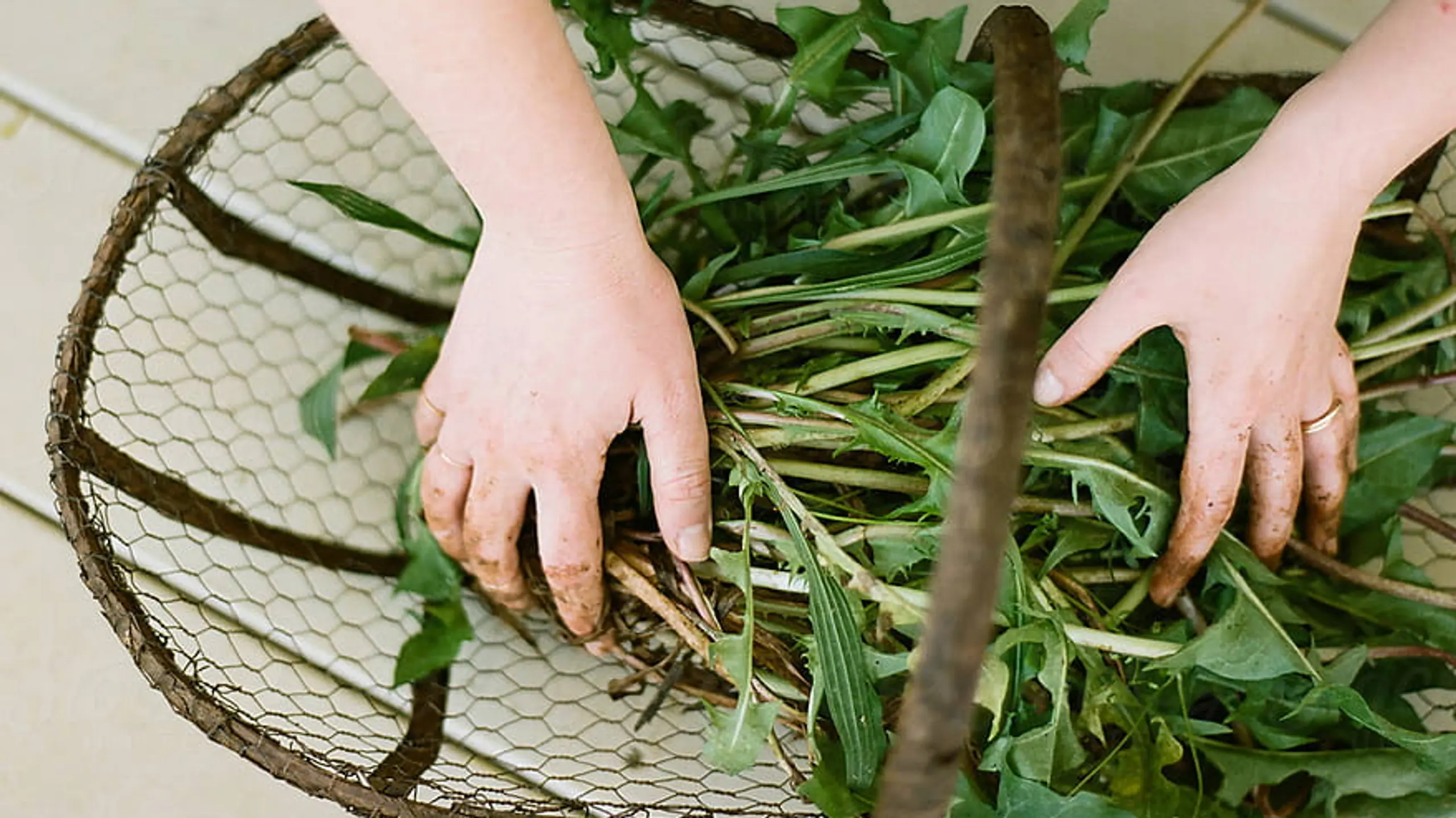 Ein Korb mit Löwenzahn, man sieht die erdigen Hände einer Person, die sich über den Korb beugt
