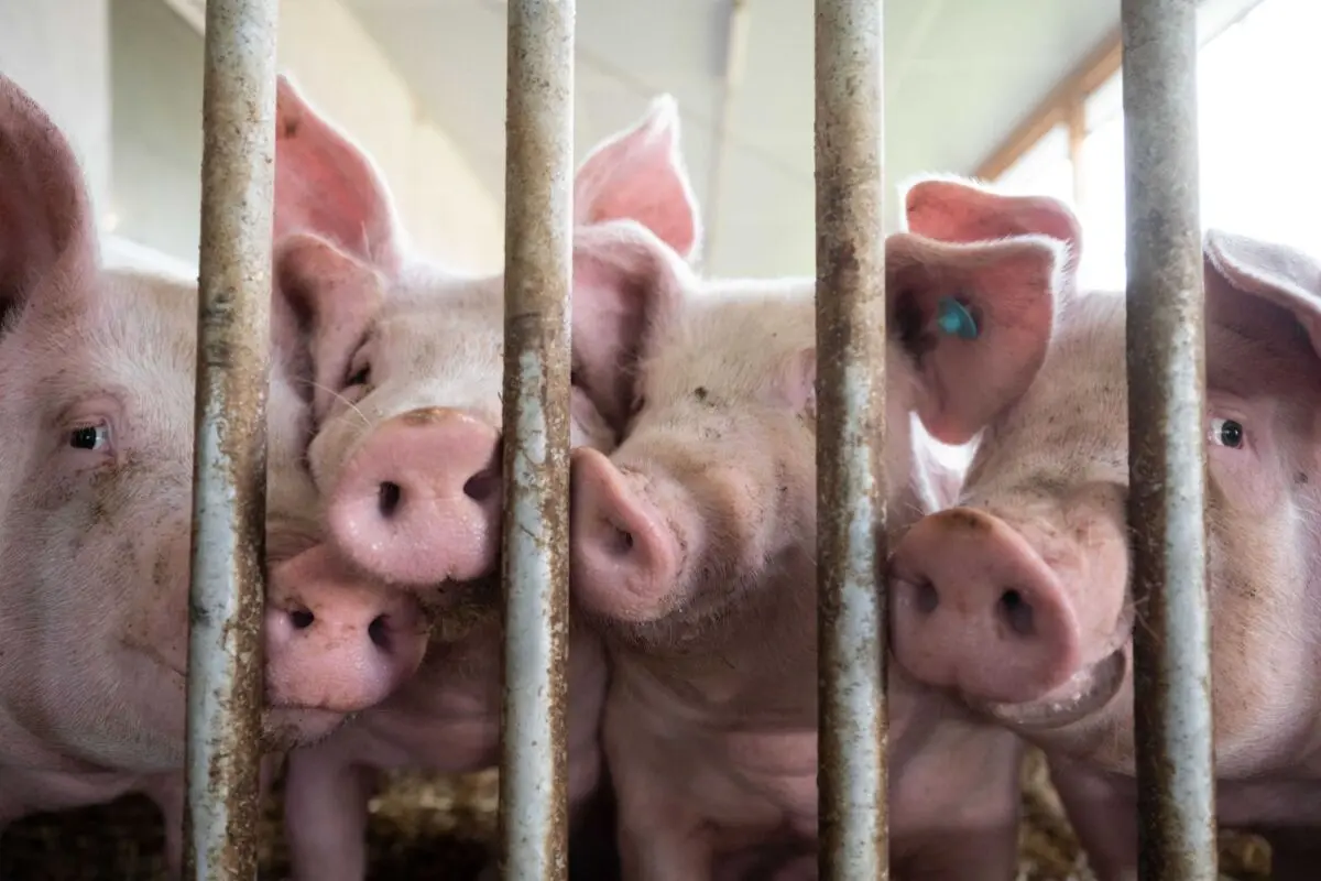 ++ ARCHIVBILD ++ Umstrittene Schweinehaltung
