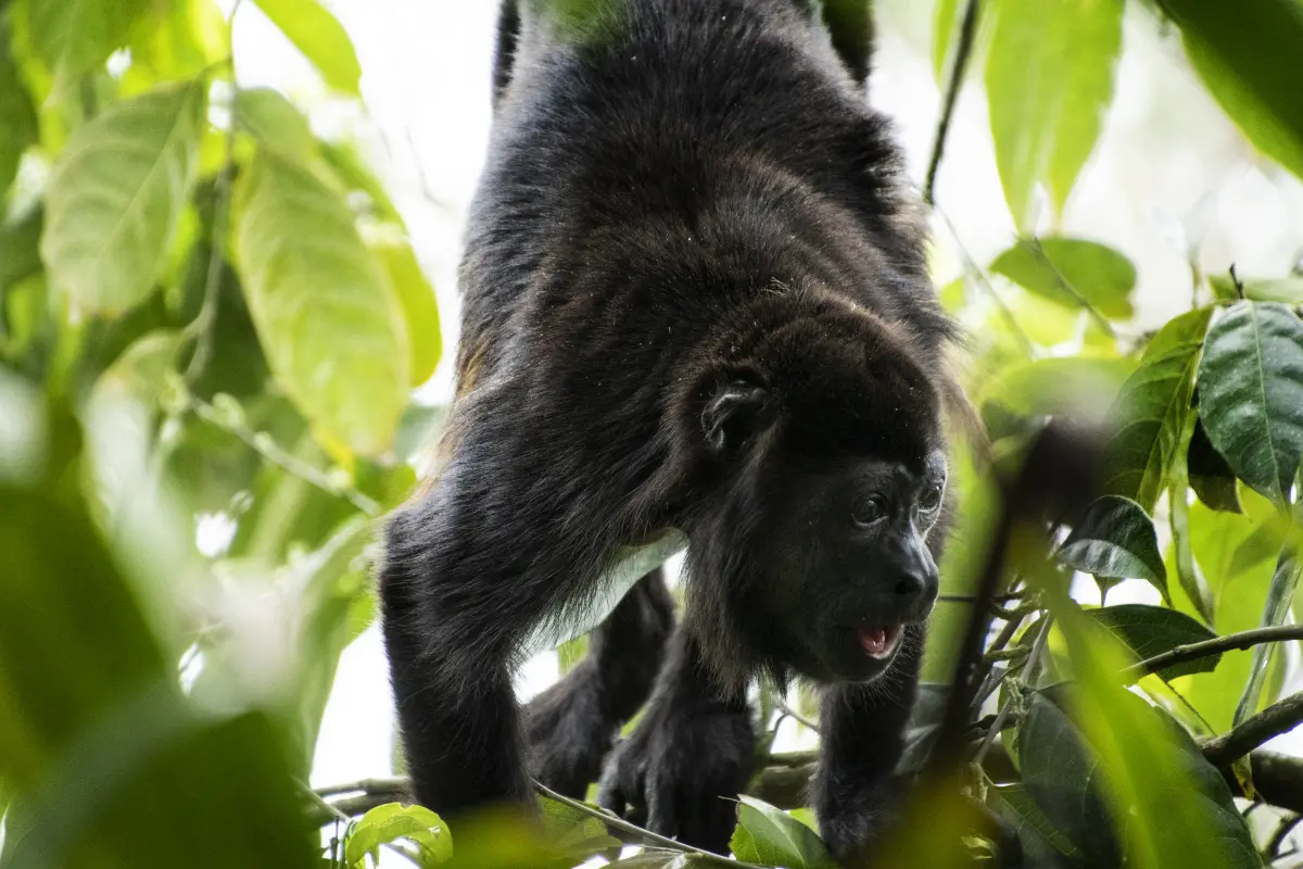 Ein Brüllaffe in Costa Rica