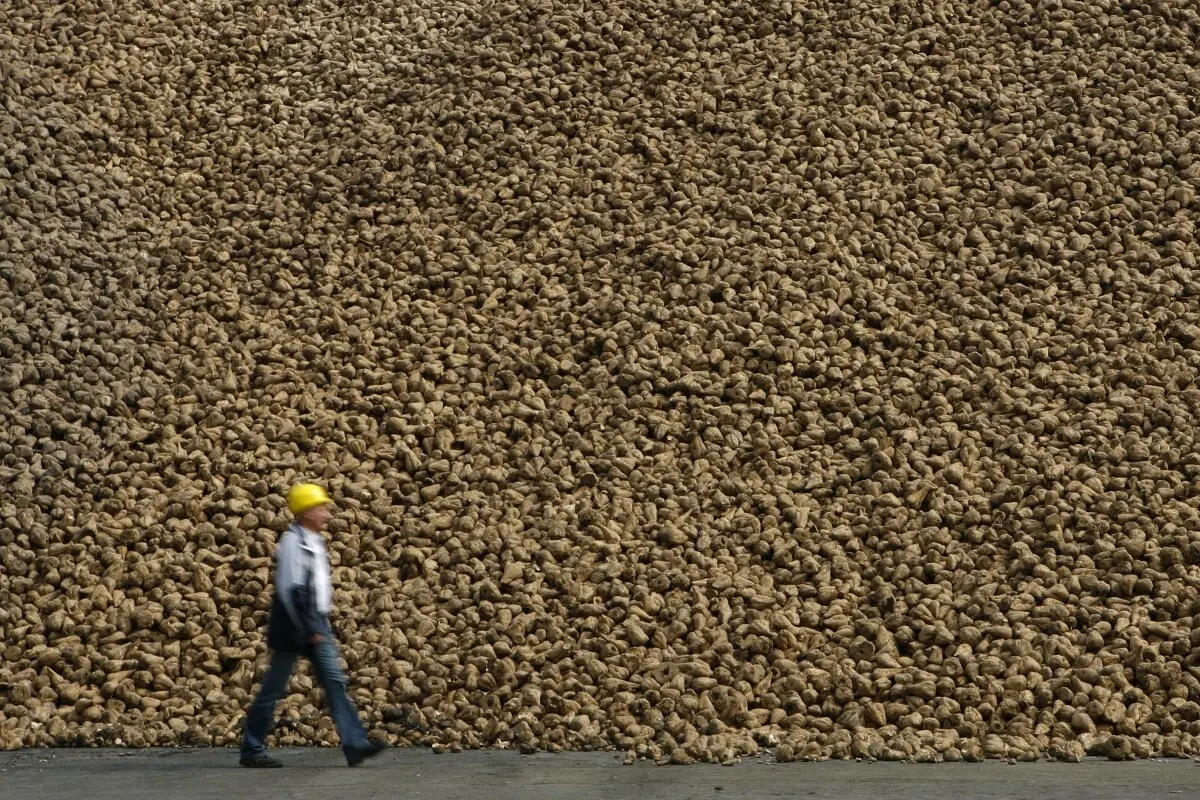 Mitarbeiter der Zuckerfabrik Südzucker vor einem Berg Zuckerrüben
