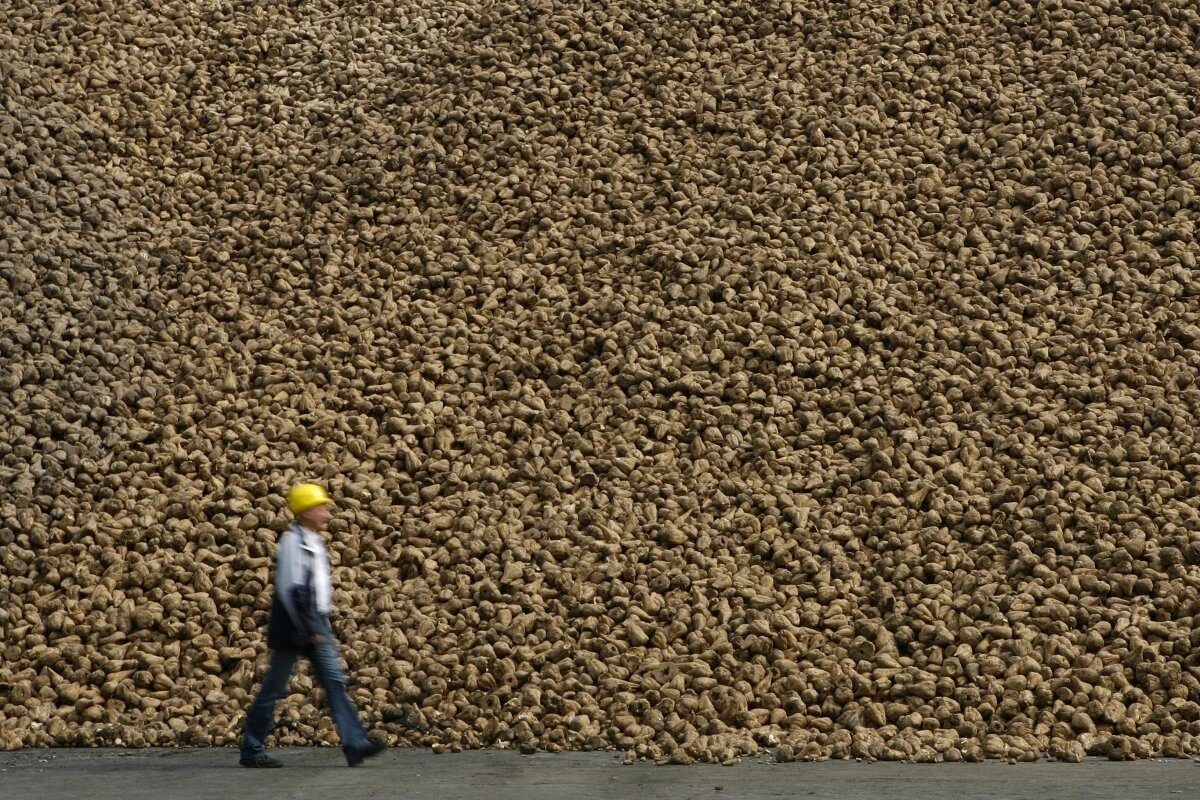 Mitarbeiter der Zuckerfabrik Südzucker vor einem Berg Zuckerrüben