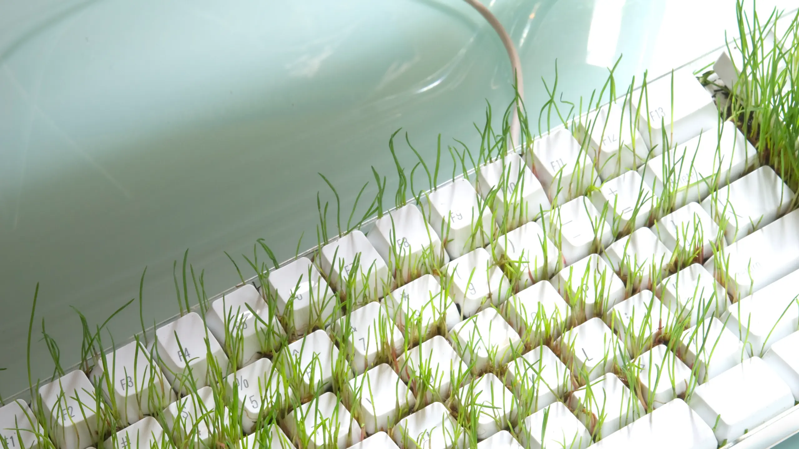 Gras, das durch eine Tastatur wächst