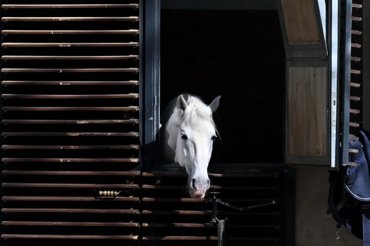 Auch die Lipizzaner profitieren von der Partnerschaft