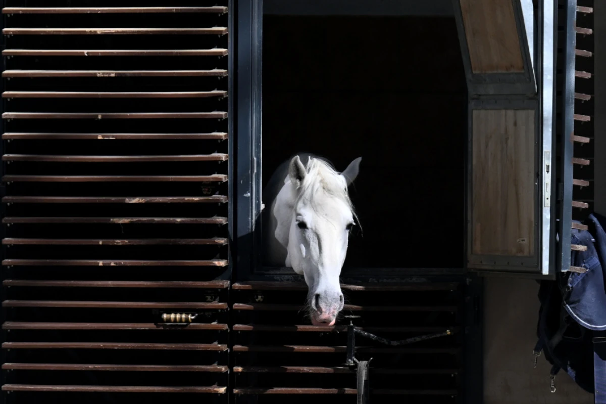Auch die Lipizzaner profitieren von der Partnerschaft