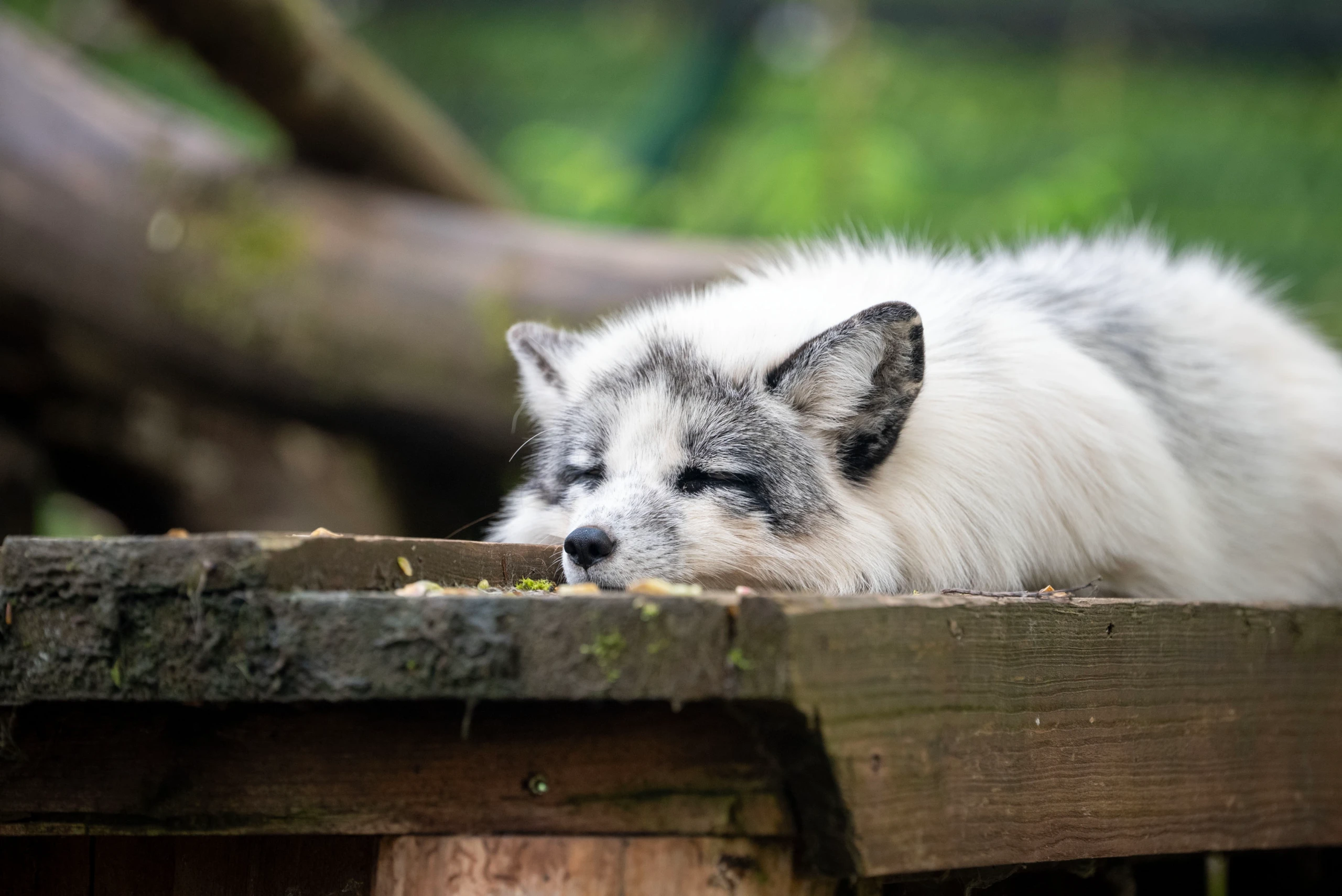 © FOUR PAWS Blurred image background