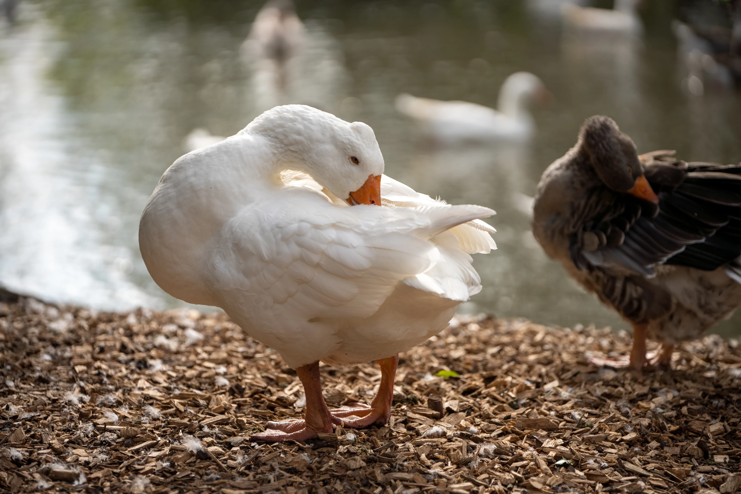 © FOUR PAWS Blurred image background