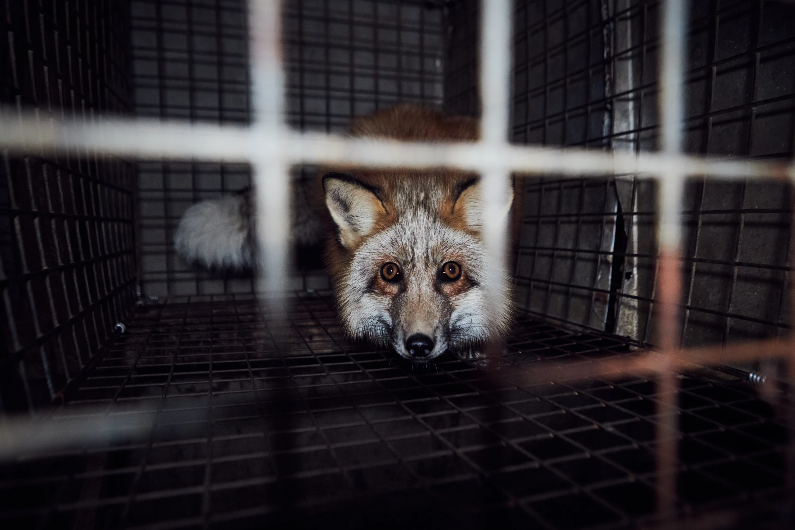 © FOUR PAWS Blurred image background