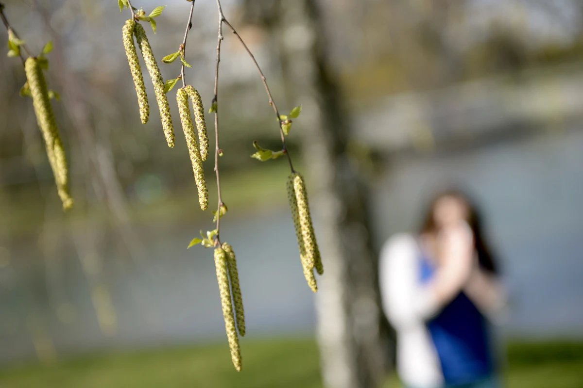 Baumpollensaison ist zu Ende - Hochsaison der Gräseblüte steht bevor