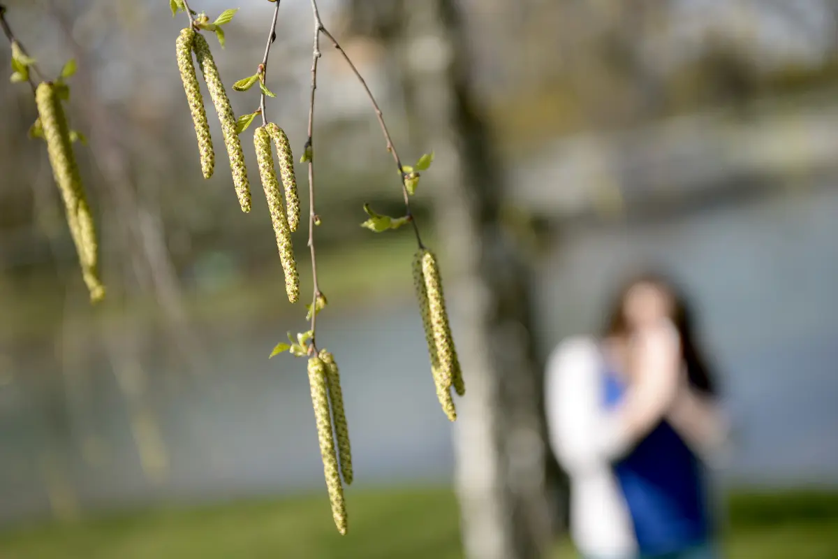 Baumpollensaison ist zu Ende - Hochsaison der Gräseblüte steht bevor