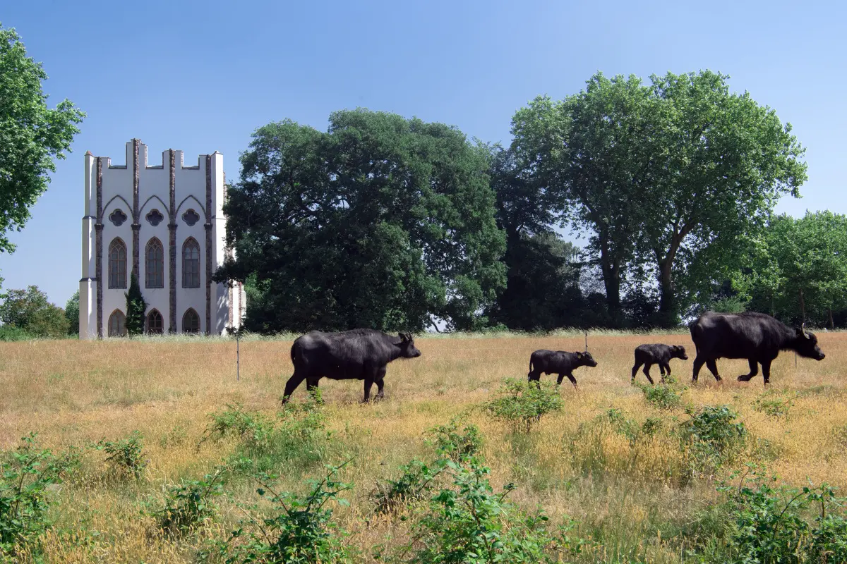 Die Pfaueninsel liegt im Südwesten Berlins in der Havel