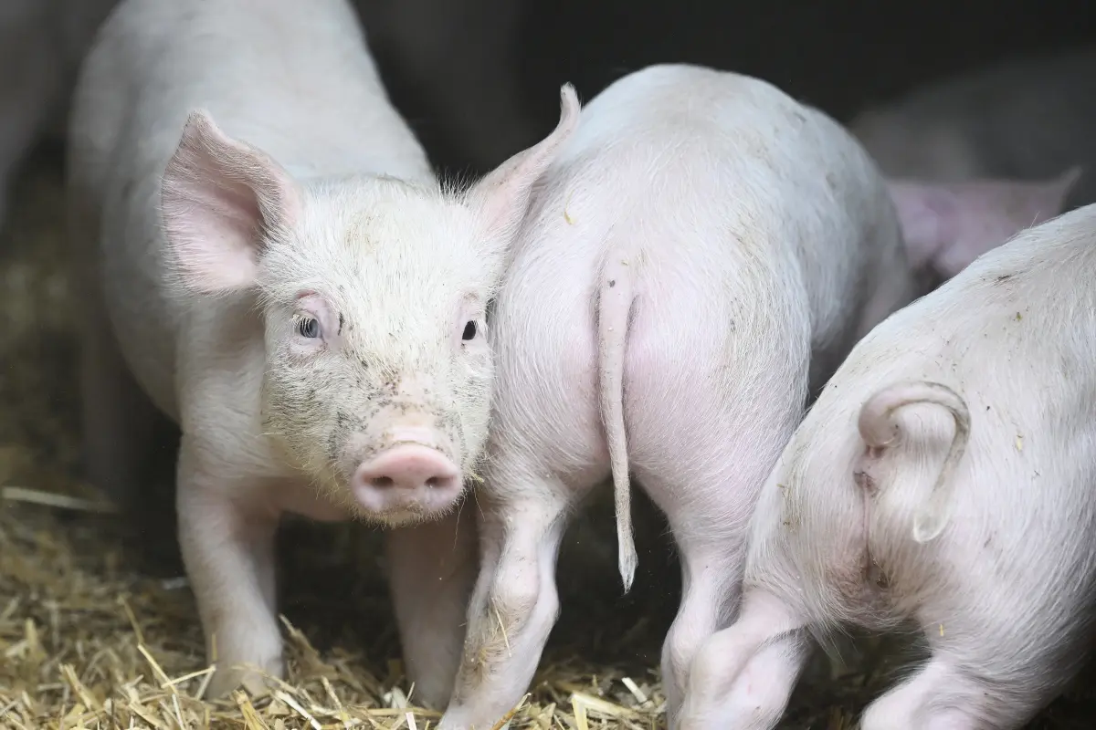 Verhalten von Jungschweinen weist jedenfalls auf hohe Intellingenz hin