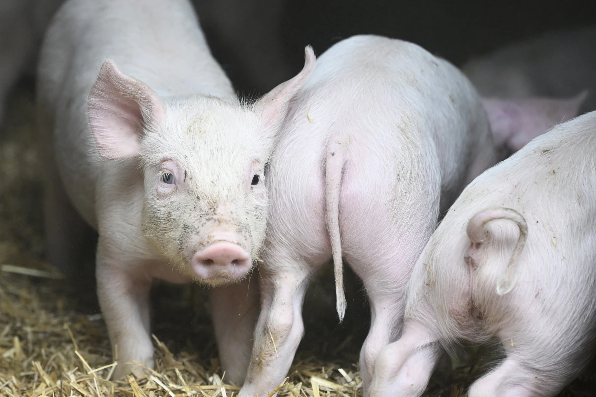 Verhalten von Jungschweinen weist jedenfalls auf hohe Intellingenz hin