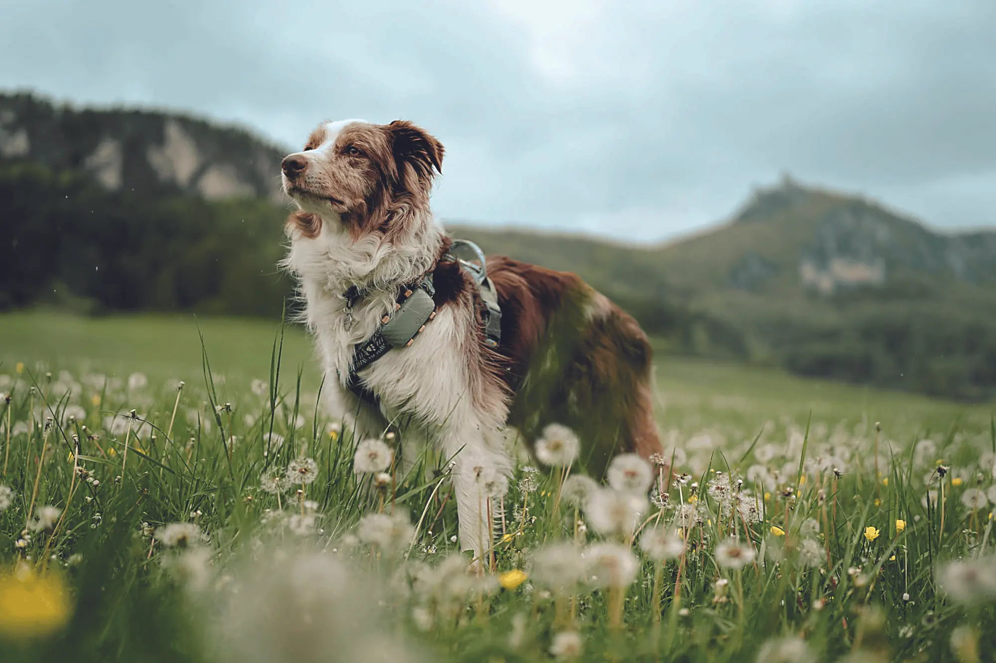 Haustiermarkt: Alles für Hund und Katz