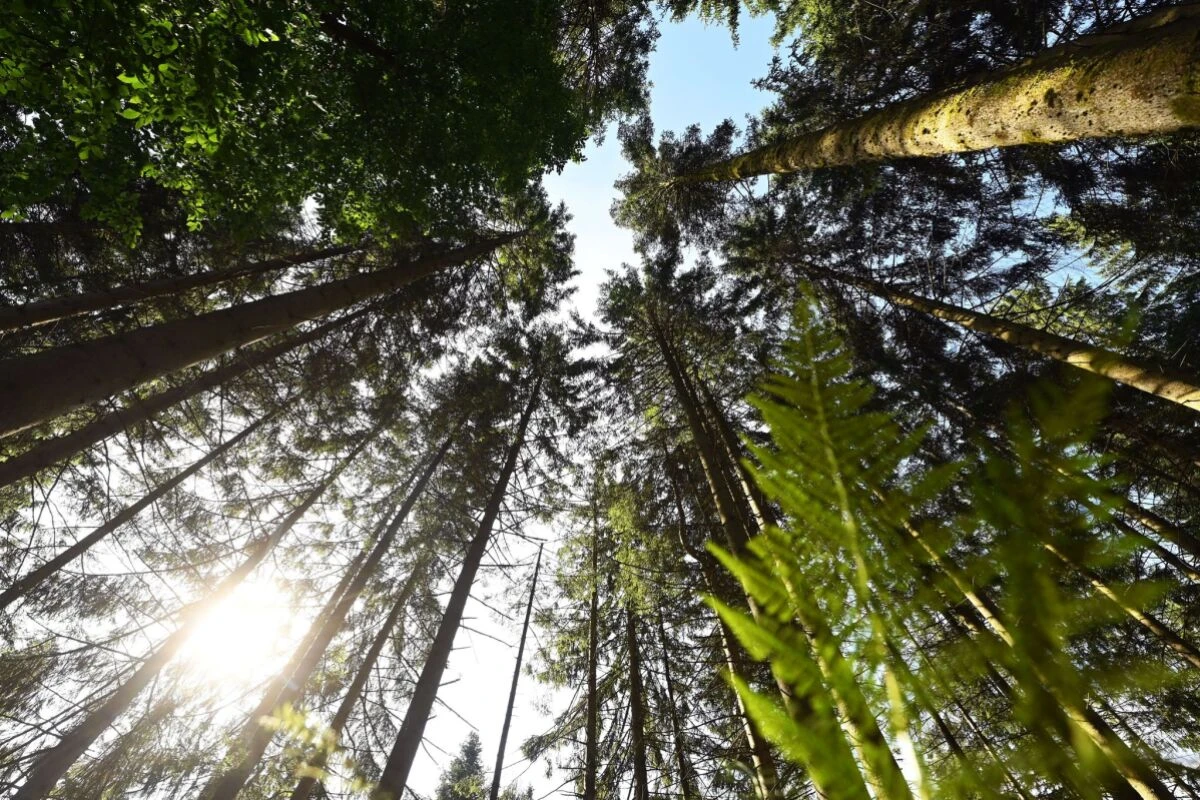 ++ ARCHIVBILD ++ Schon 20 Minuten im Wienerwald verbessern das Wohlbefinden