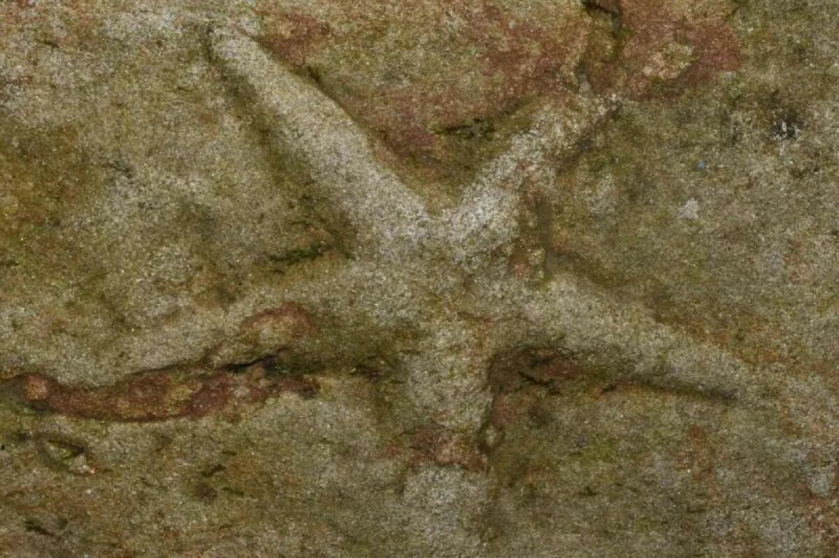 Am Pfänder ist im April ein seltenes Seestern-Fossil entdeckt worden