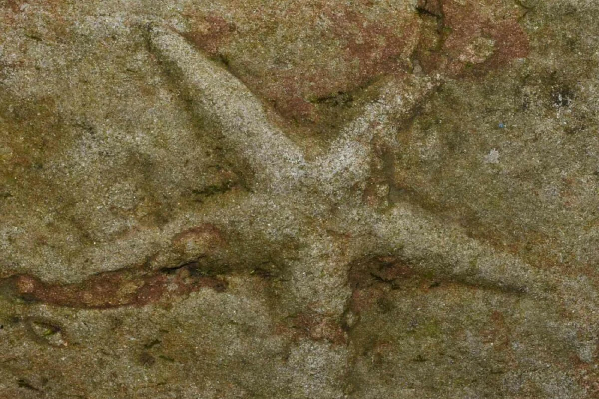 ++ HANDOUT ++ 20 Millionen Jahre alte Ruhespur eines Seesterns