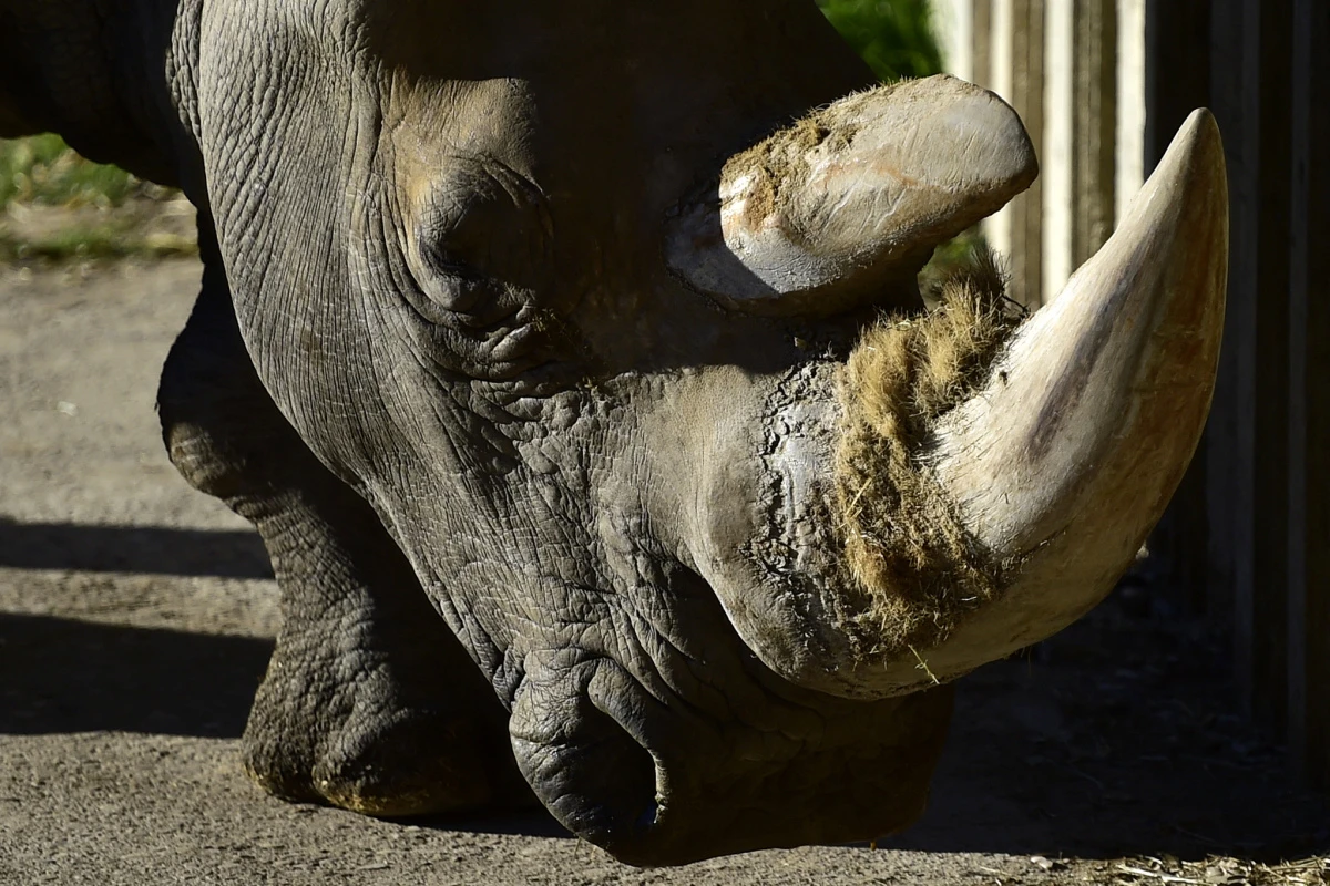 Das Horn ist die größe Gefahr für ein Nashorn