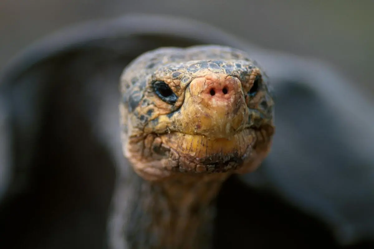 Neue Facette der evolutionären Geschichte der Reptilien