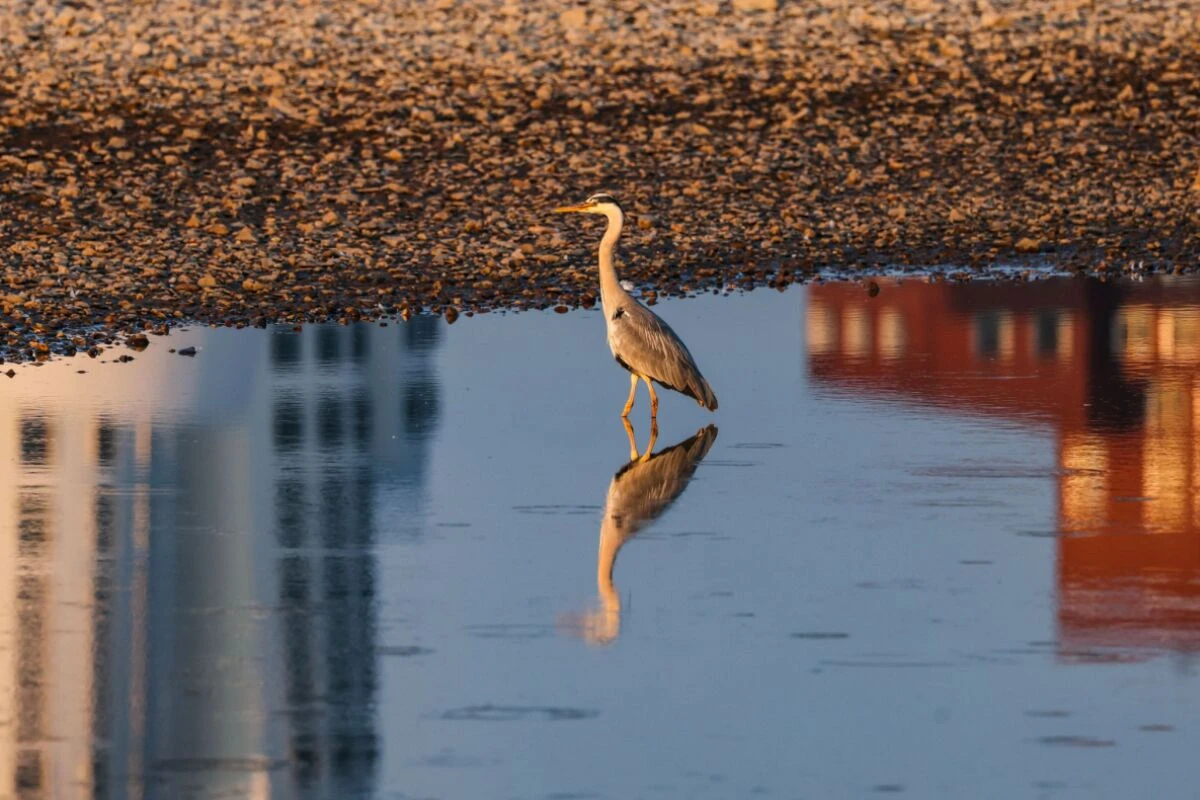 Vogel legte laut Forschern mehr als 700 Kilometer zurück (Symbolbild)