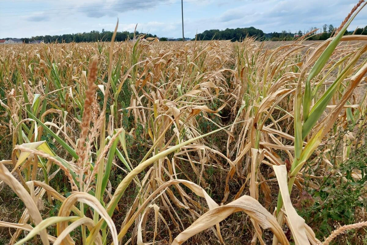 Dürreschäden in der Landwirtschaft