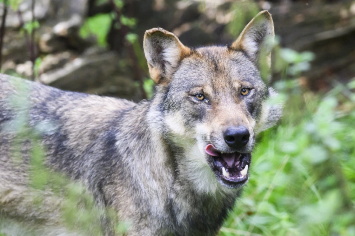Der Wolf bleibt im Visier der Tiroler Regierung