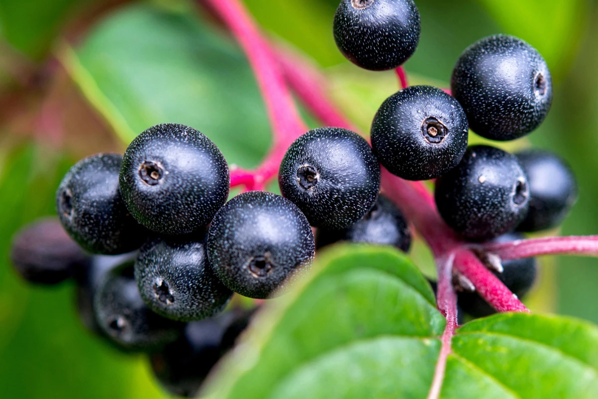 In Aroniabeeren steckt jede Menge Gutes
