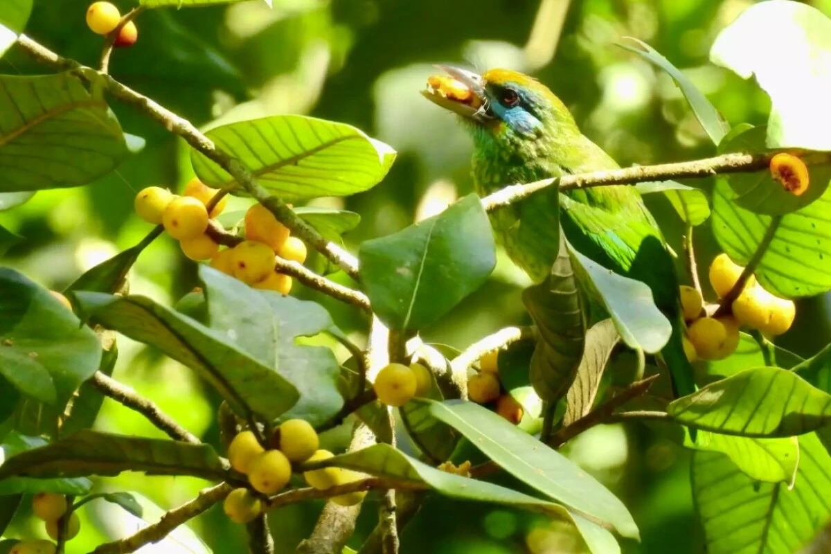 Früchte sind für die meisten Vogelarten eine wichtige Energiequelle