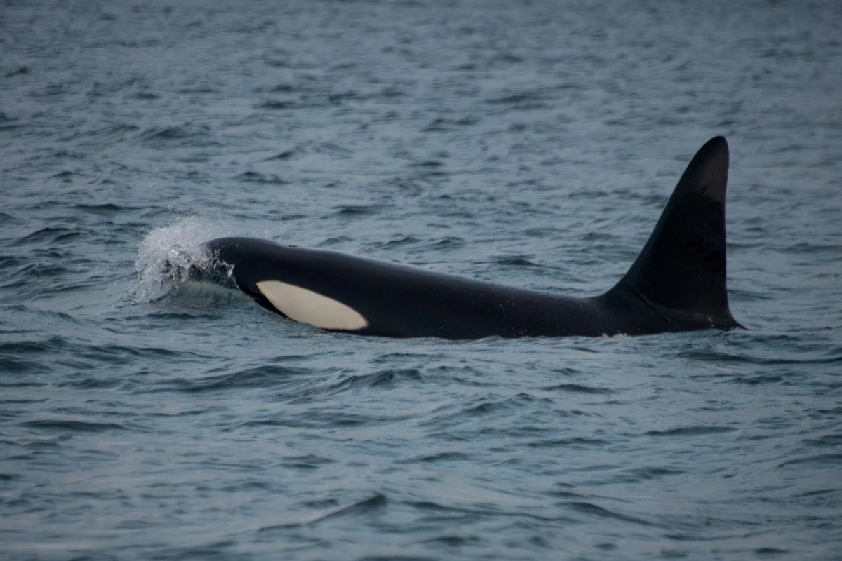 Orcas betreiben gegenseitige Hautpflege
