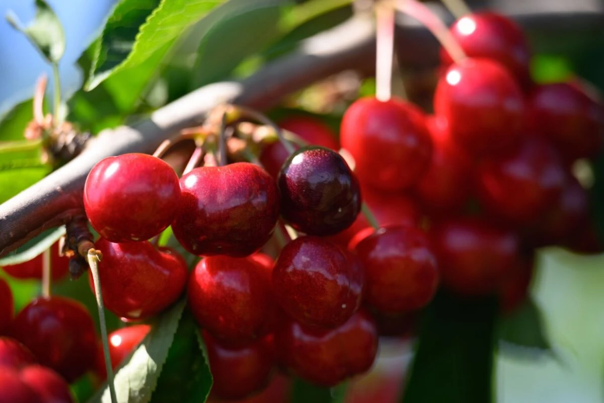 Auch Kirschen enthalten sogenannte "Flavonoide"