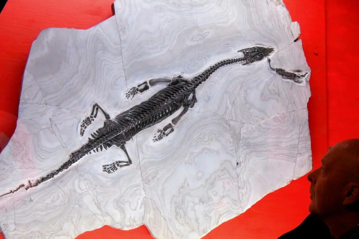 Das 1,15 Meter lange Tier wurde "Carinthiasaurus kandutschii" benannt