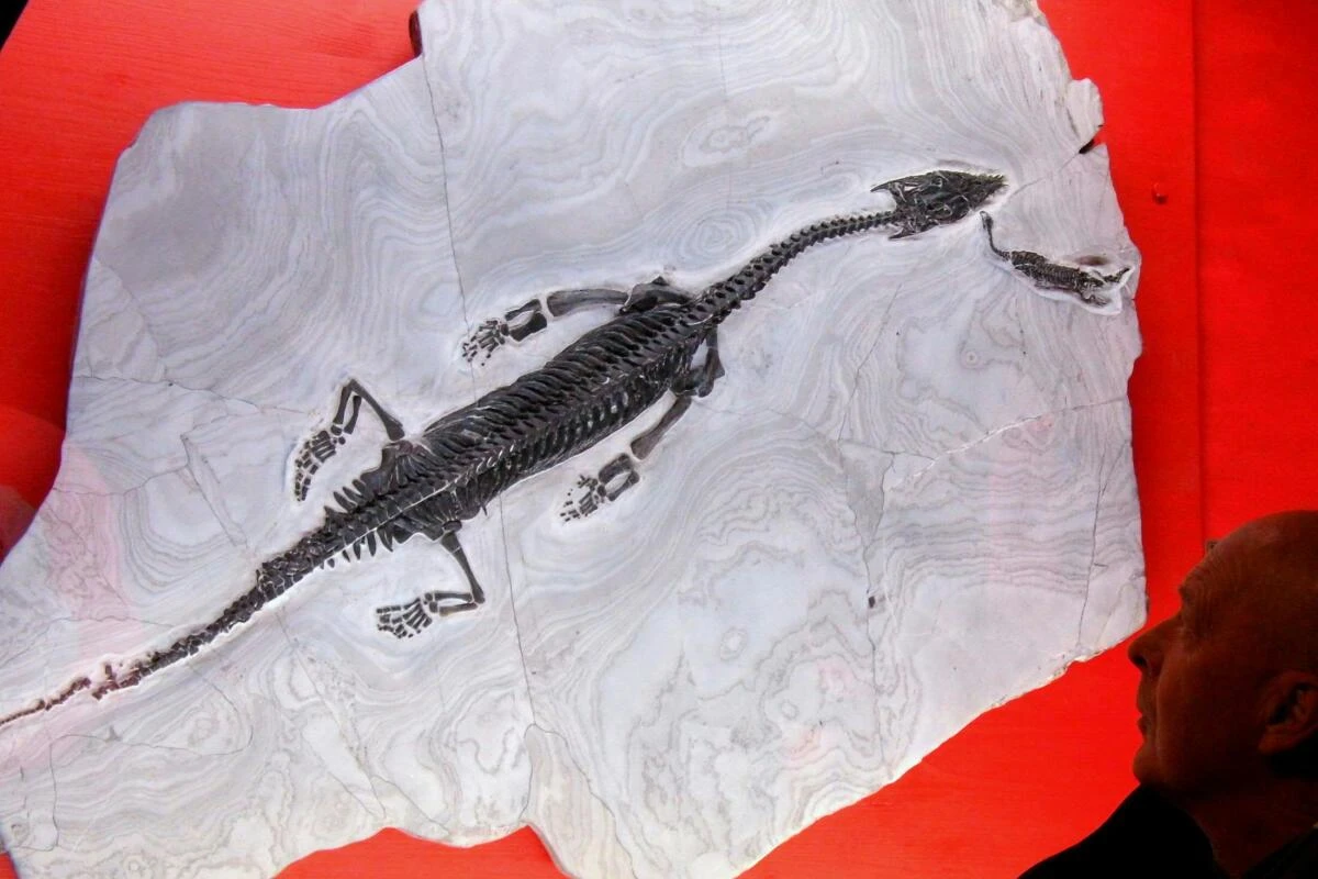 Das 1,15 Meter lange Tier wurde "Carinthiasaurus kandutschii" benannt